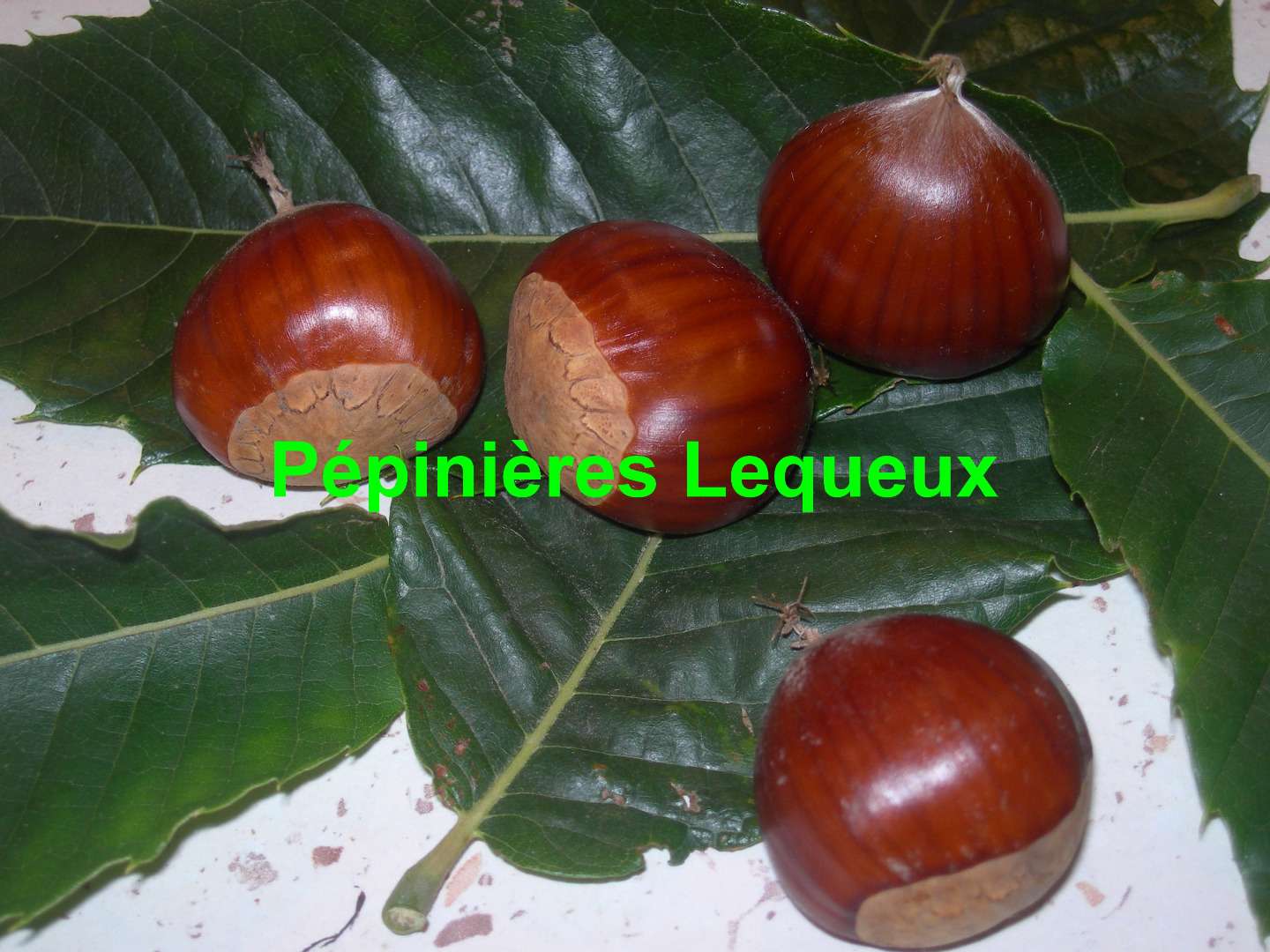 CHATAIGNIER